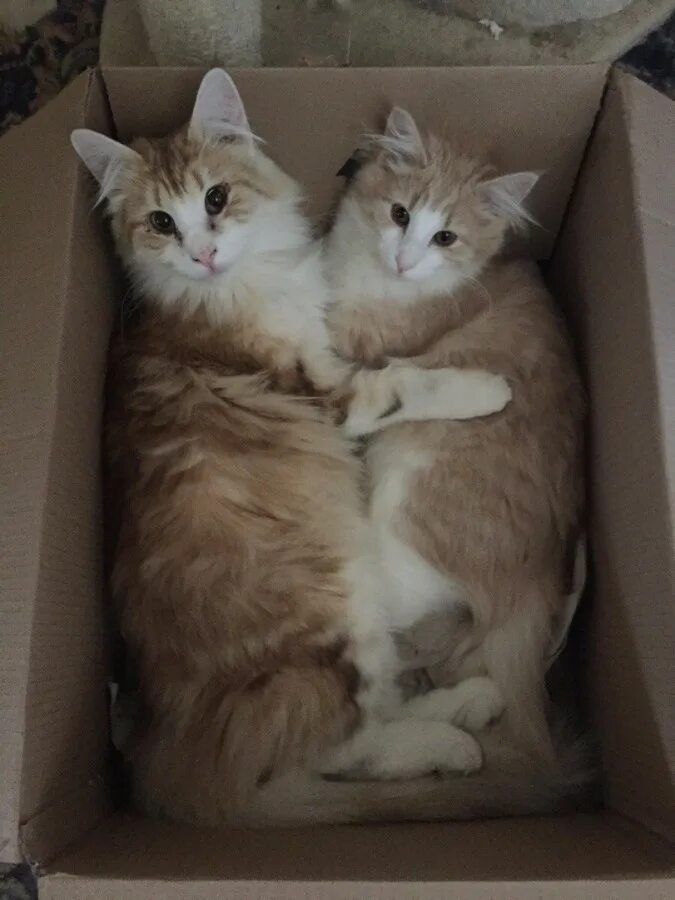 Взять двух котят