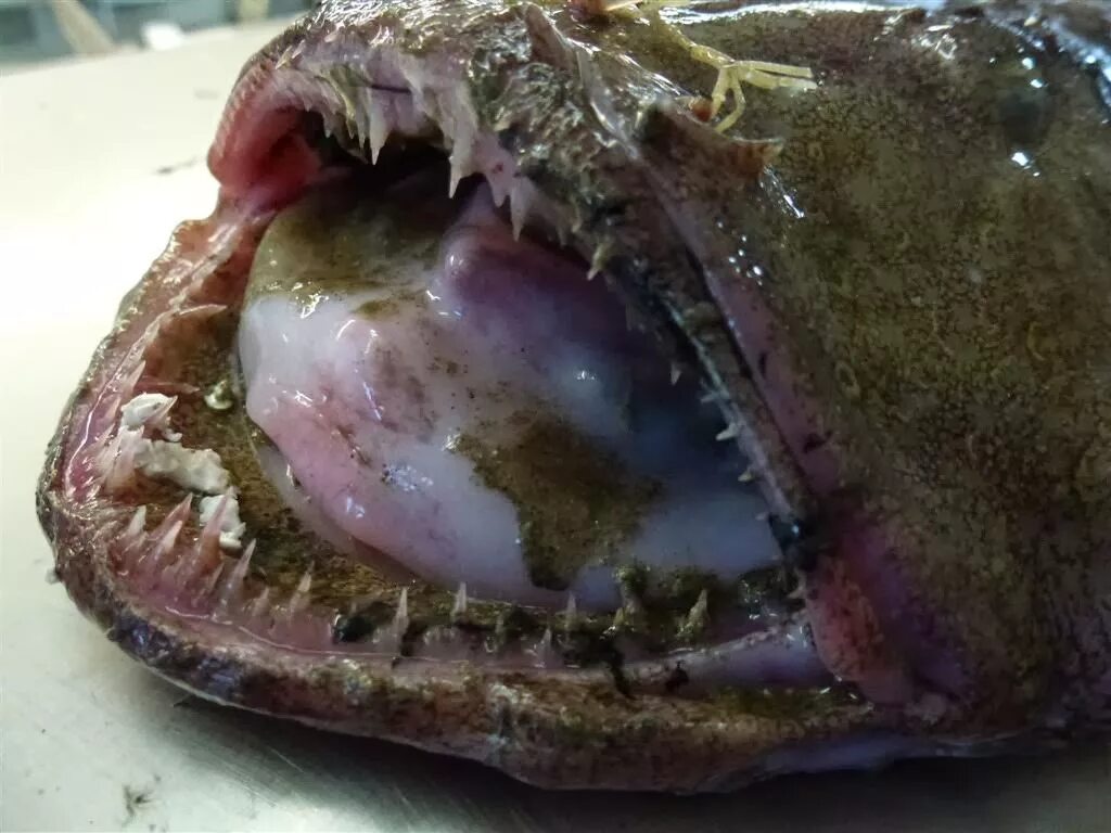 Monkfish