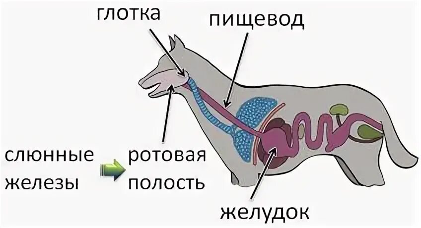 Пищевод собаки