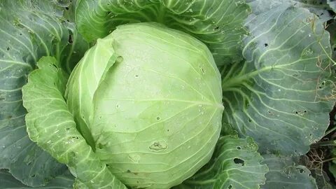 Капуста сорт монако