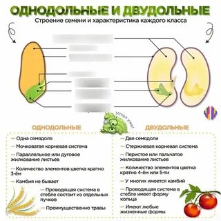 Томат однодольное растение