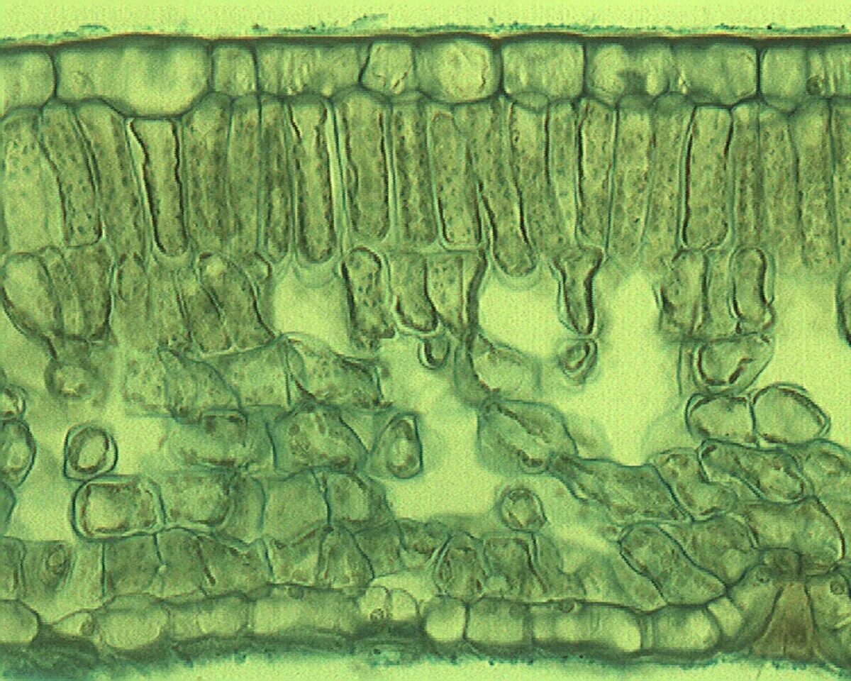 Микрофотография среза листа. Столбчатый мезофилл листа. Столбчатая ткань листа мезофилл. Микропрепарат эпидермиса листа камелии. Препарат столбчатой ткани листа под микроскопом.
