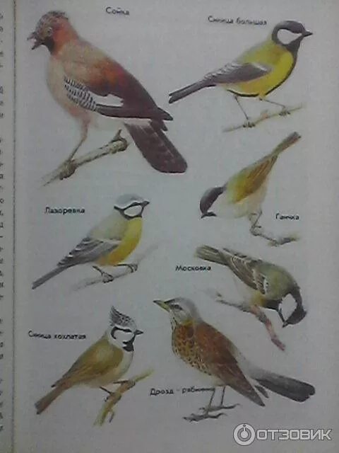 Зеленые страницы 3 класс виды животных окружающий. Книга зеленые страницы птицы. Зелёные страницы 2 класс окружающий мир птицы. Птицы зеленые страницы окружающий. Зеленые страницы виды птиц.