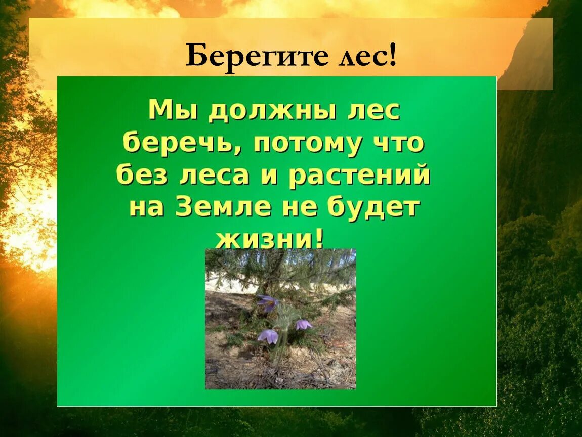 Русский язык надо беречь. Презентация на тему берегите лес. Лес надо беречь. Лес проект. Лес для презентации.