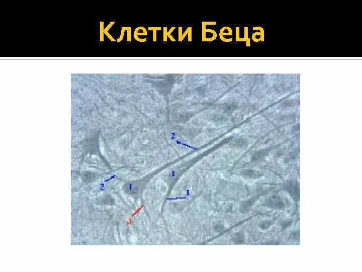 Клетки беца