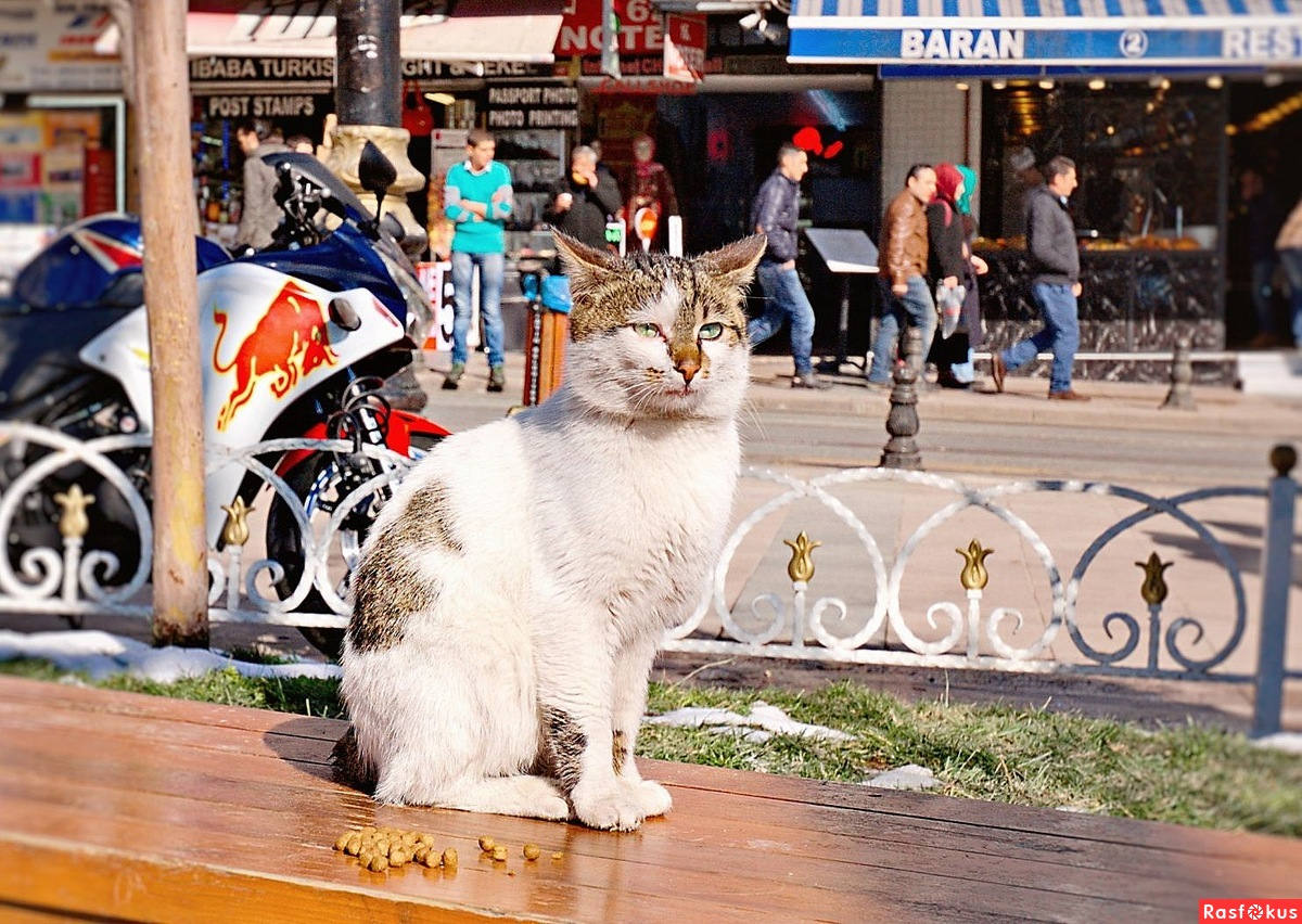 Парк котов. Турецкие коты уличные. Кошачий парк Стамбул. Коты в Стамбуле.