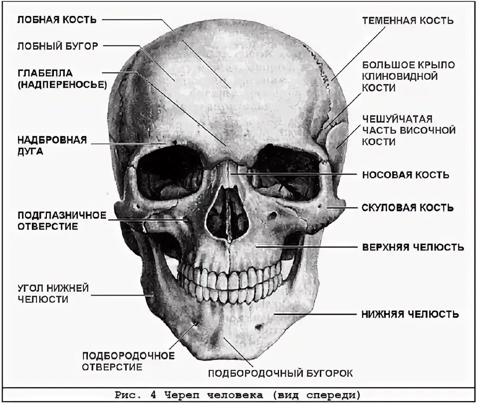 Череп человека. Онлайн анатомия черепа.. Анатомия, Череп, Биология