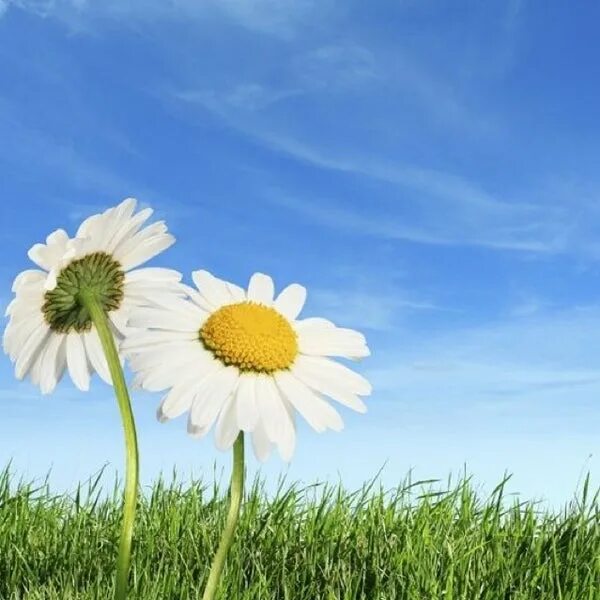 Happy sunday картинки. Good morning happy tuesday. Have a good tuesday. Открытки happy sunday. Открытка enjoy.