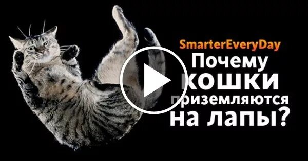 Кошка приземляется на 4 лапы. Почему кошки приземляются на лапы. кошки всегда падают на лапы. почему кошки при падении приземляются на лапы.