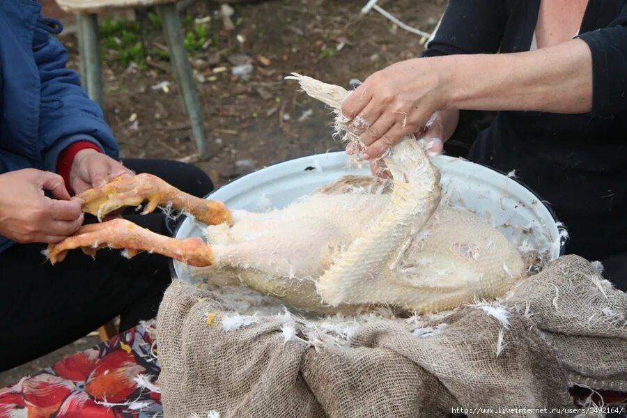 Как ощипать курицу вручную