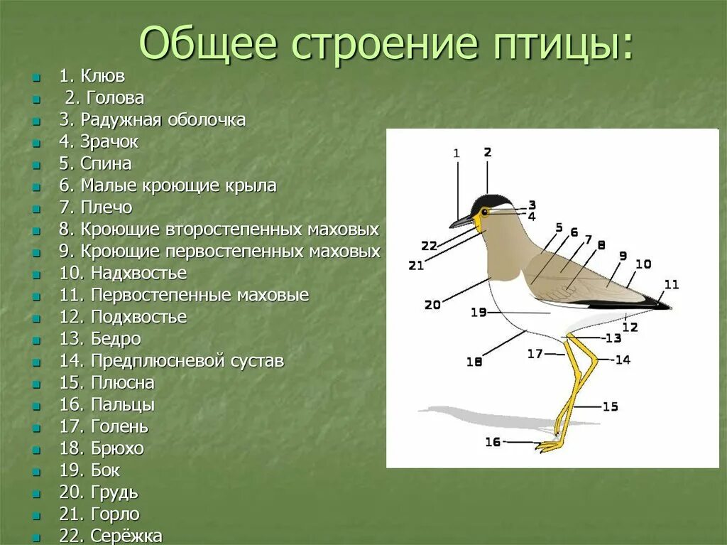 Сколько отделов у птиц