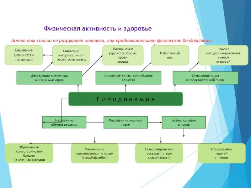 Влияние физической активности на организм человека. Влияние физической активности на здоровье. Физическая активность схема. Механизмы влияния физической активности на организм человека.