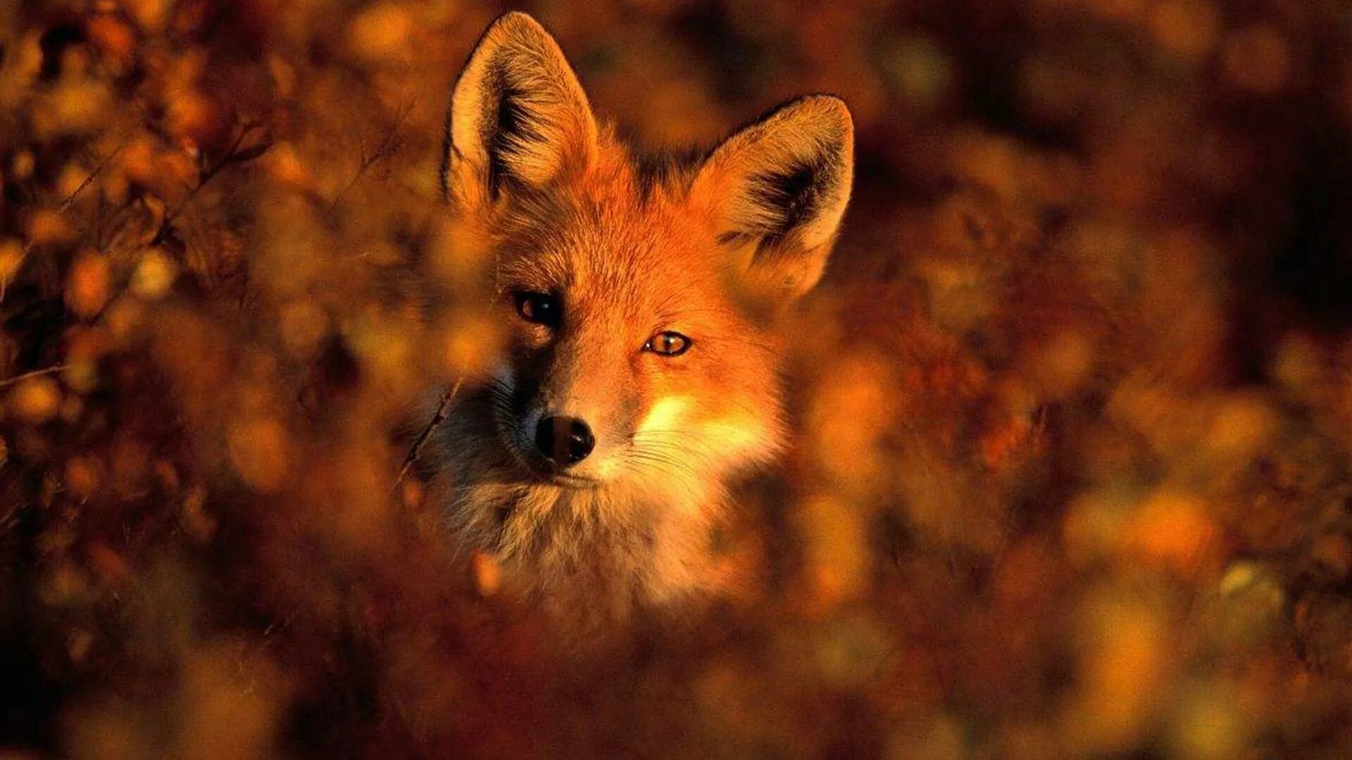 цикуне лиса лисенка. лиса осенью. лисенок осень. лиса. красивая лиса.