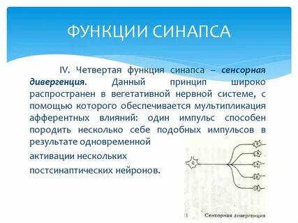 Синапсы в цнс