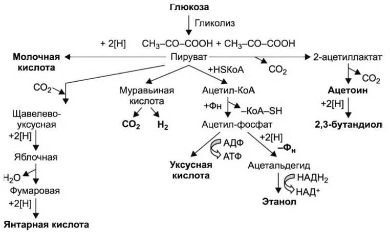 Образуется молочная кислота какой этап