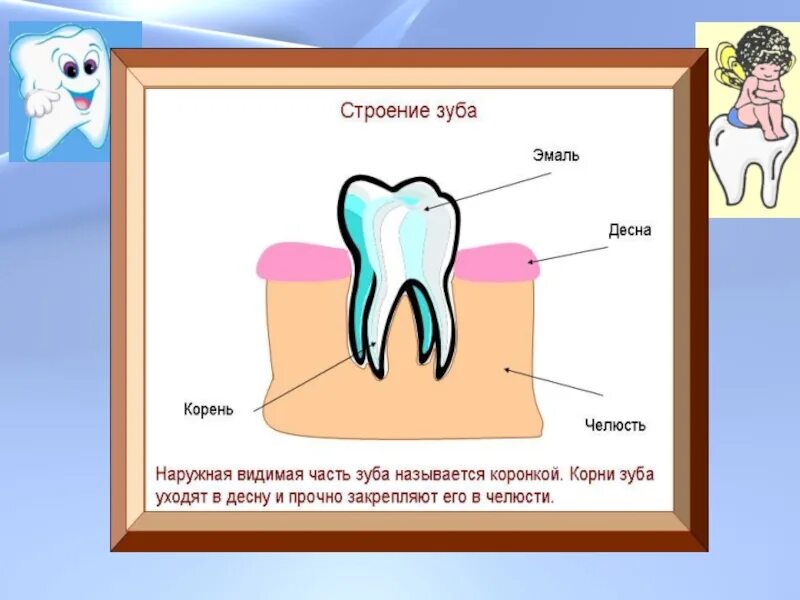 Исследовательская работа зубы. Строение зуба. проект на тему зубы.