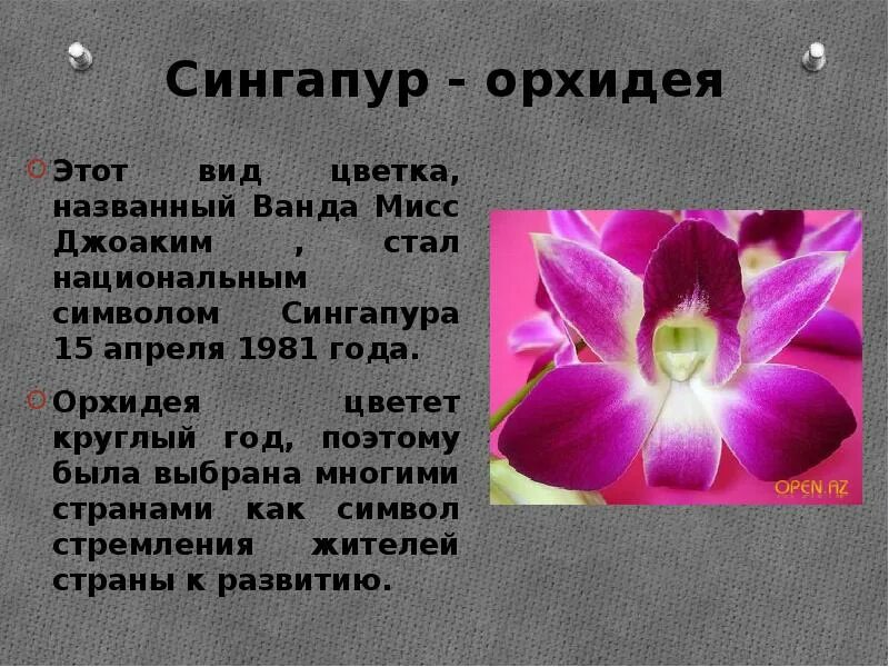 Орхидея символ чего. Орхидея символ чего