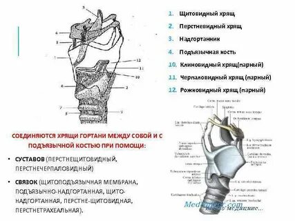 Перстневидный хрящ
