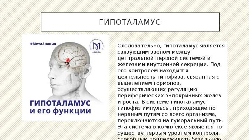 Гипофиз в голове. Гипоталамус в голове. Где находится гипофиз. Гипофиз где находится в голове. Где находится гипоталамус.