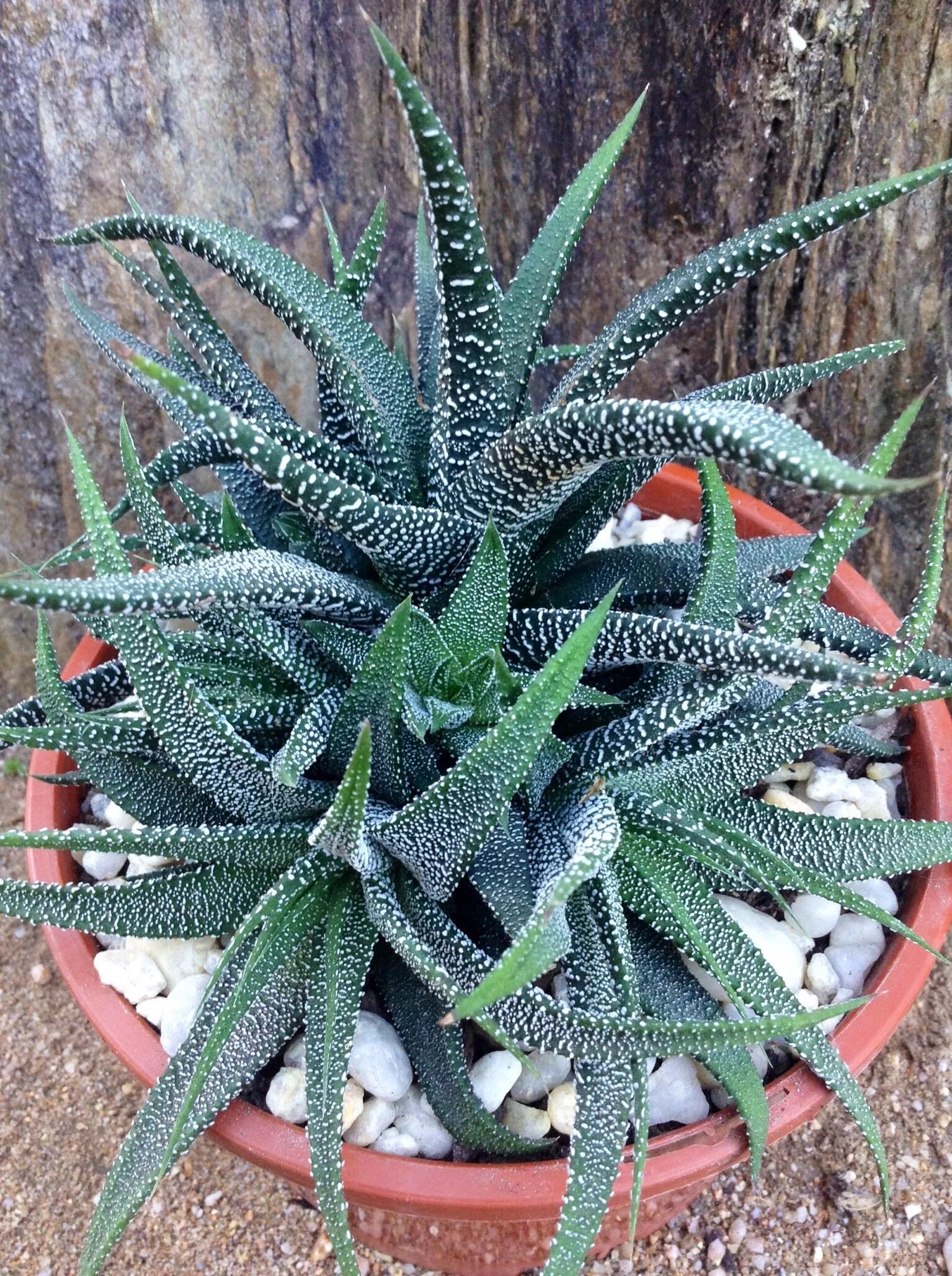 Растения похожие на кактус