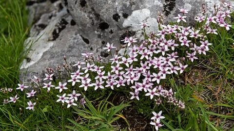 Flores y Paisajes de Asturias : Arenaria purpurascens.