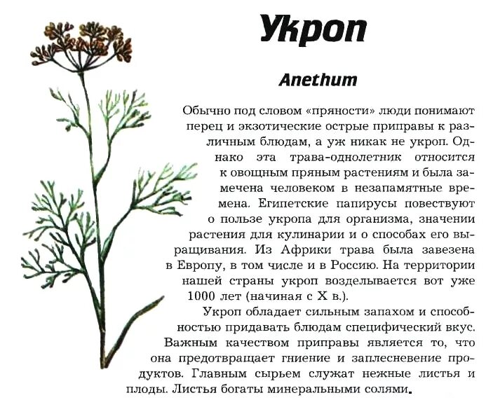 Укроп отвечает. Однолетние двулетние и многолетние цветы. Двулетние травянистые растения. Укроп двулетнее растение. Укроп описание растения.