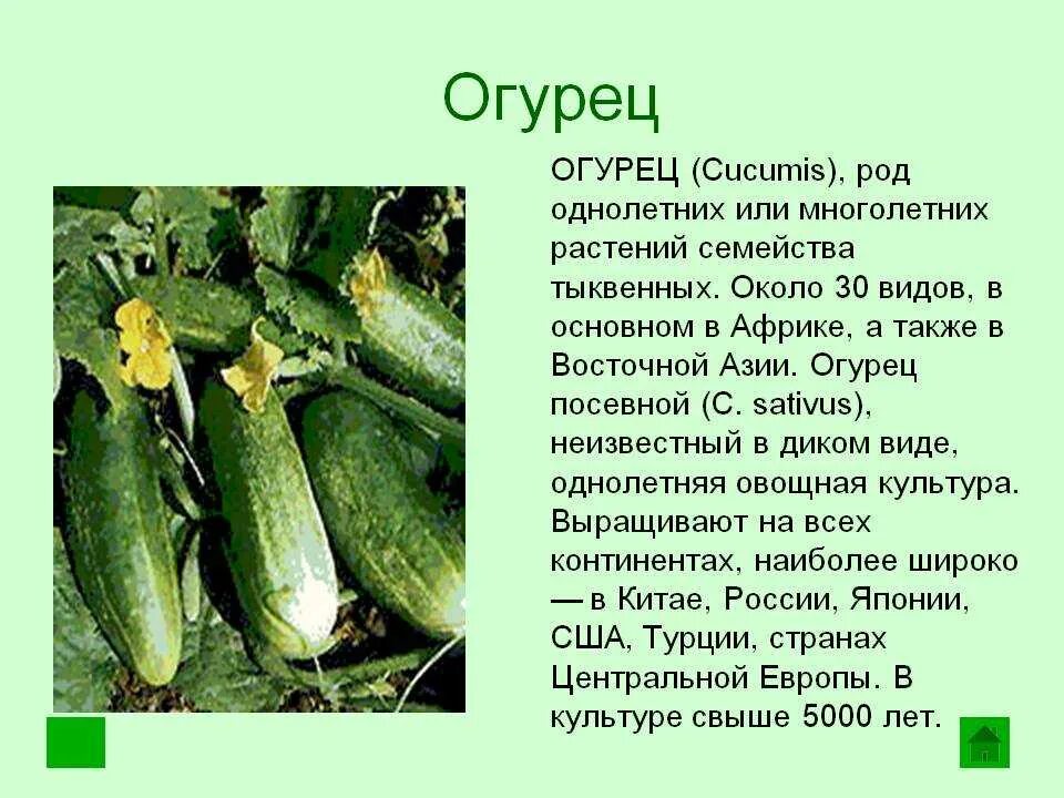 К какой культурной группе относится огурец. Интересные факты о культурных растениях. Огурец семейство. Сообщение о культурном растении. Описание культурного растения.