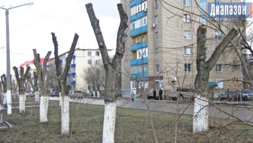 Вырубка деревьев на генерала карбышева. Вырубка деревьев на генерала карбышева