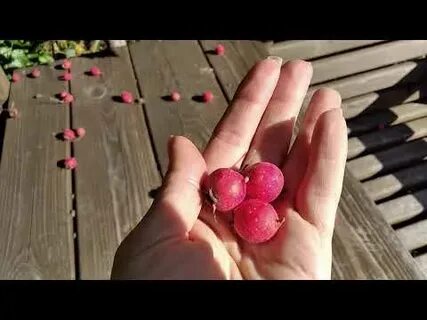 Спор затеяли в саду ягоды различные песня