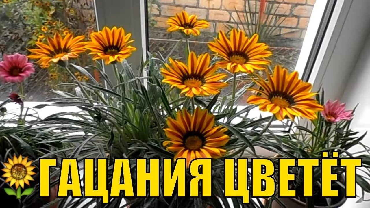 Как сохранить гацанию зимой