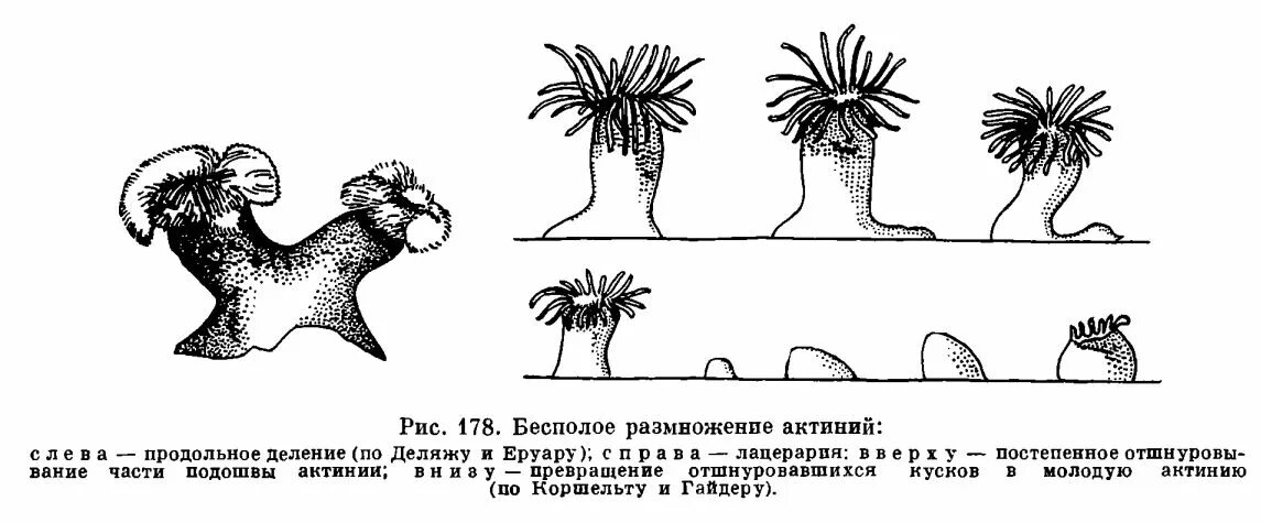 Размножение коралловых полипов схема. Бесполое размножение коралловых полипов. Размножение коралловых полипов. Способ размножения актиния.