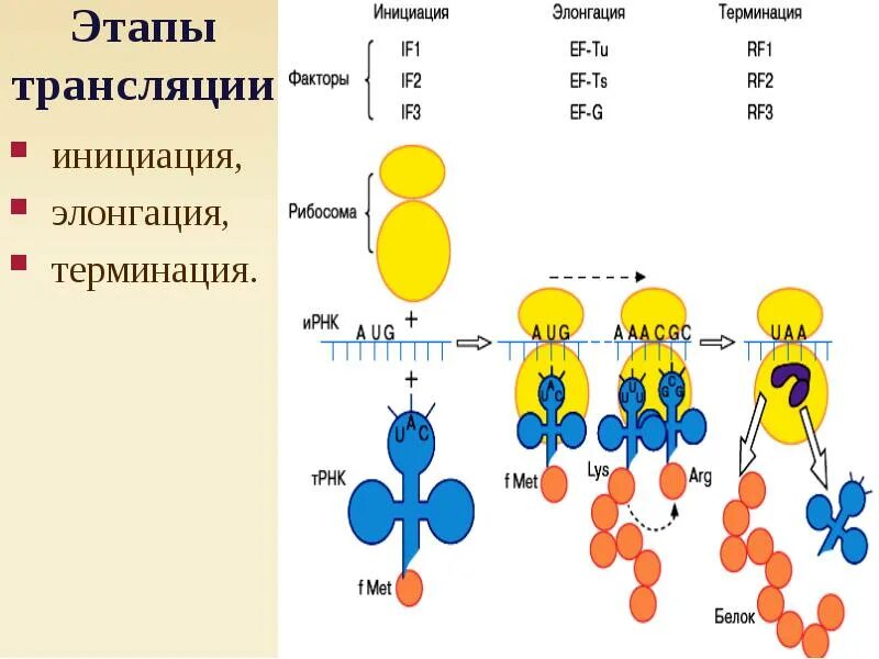 Биосинтез белка схема инициация элонгация терминация. Этапы синтеза белка (инициация, элонгация, терминация) биохимия. Биосинтез белка трансляция инициация элонгация терминация. Этапы трансляции биосинтеза белка инициация элонгация терминация. Этапы инициации трансляции