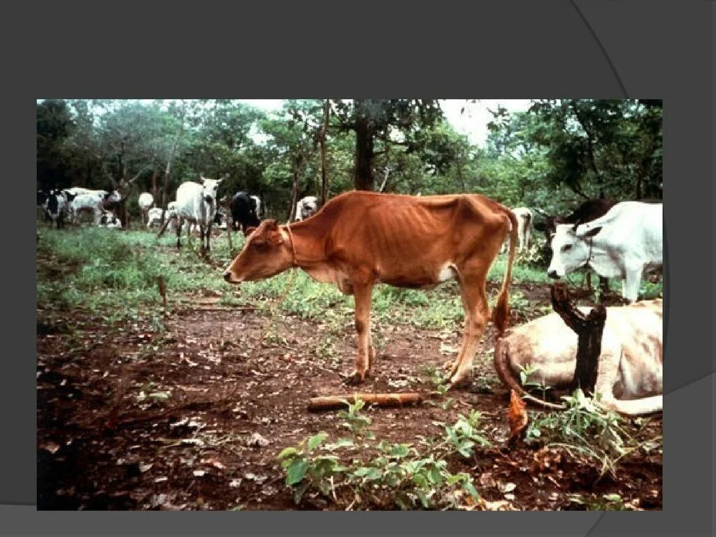 Эпизоотии животных. Чума крупного рогатого скота. Чума крупного рогатого скота (pestes bovina). Чума КРС эпизоотология.