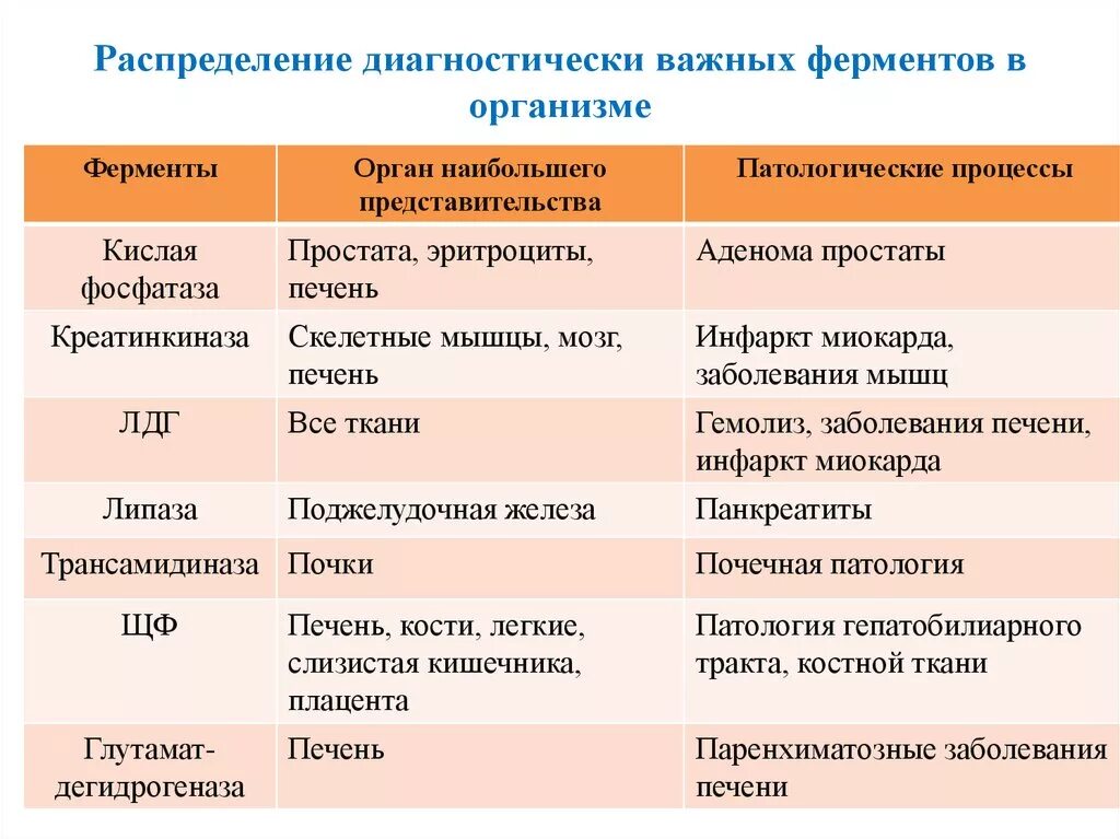 Человеческие ферменты