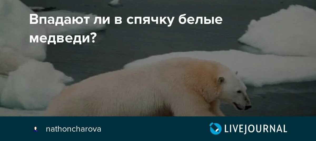 Белые медведи впадают в спячку или нет. Белые медведи впадают в спячку.