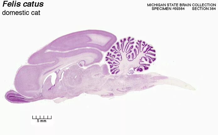 Мозг кошки. Кошачий мозг в разрезе. Кора головного мозга кошки.