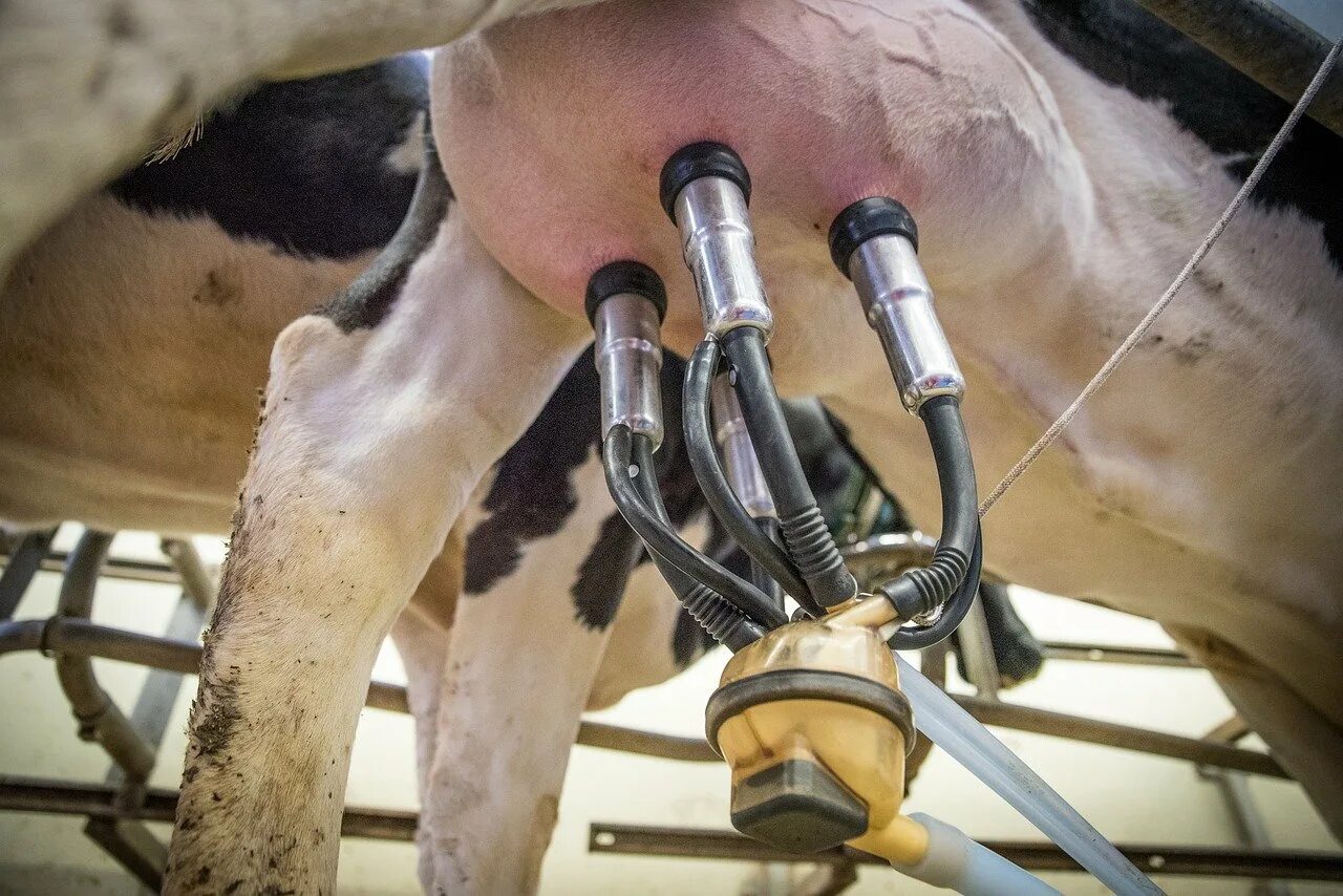 Дойка сама. Доильный аппарат молочная ферма. Доильный аппарат для коров молочная ферма. Ферма молочная доение коров. Машинное доение коров.