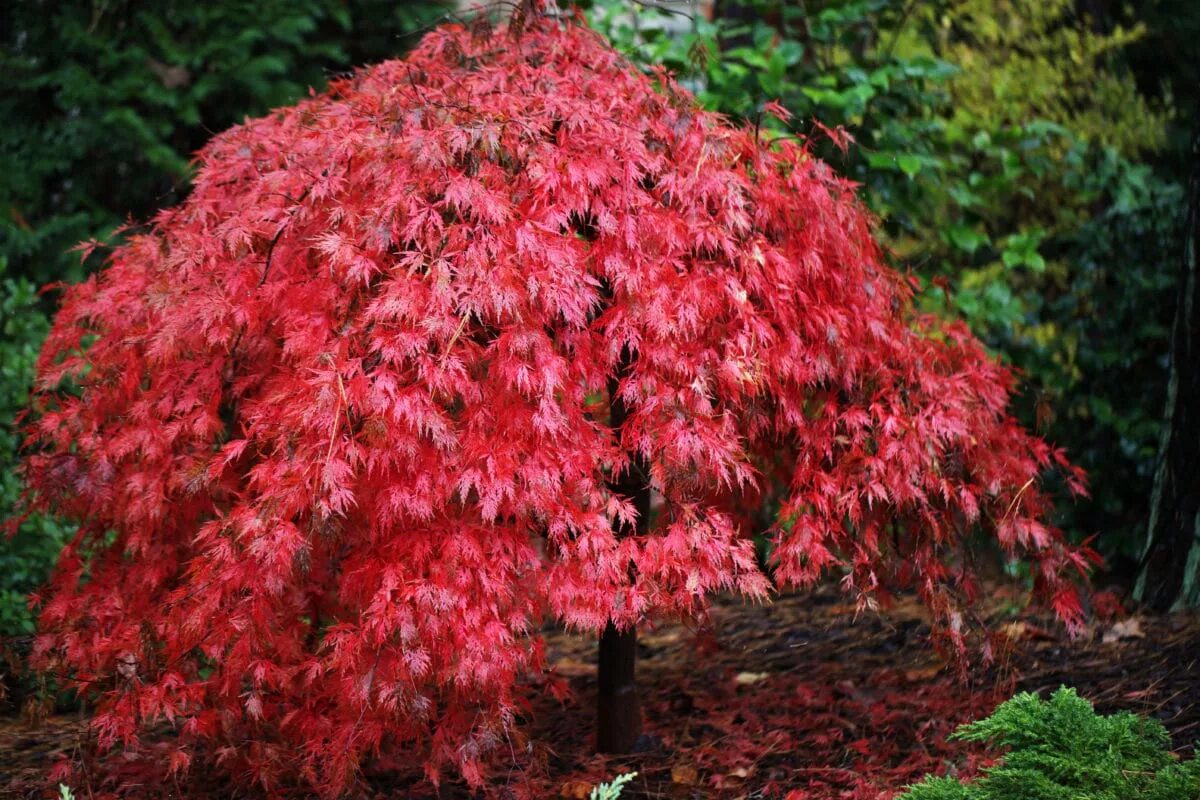Красные деревья названия и фото. Японский клен Acer palmatum. Acer palmatum Orangeola. Клен дланевидный. Клен пальмолистный.