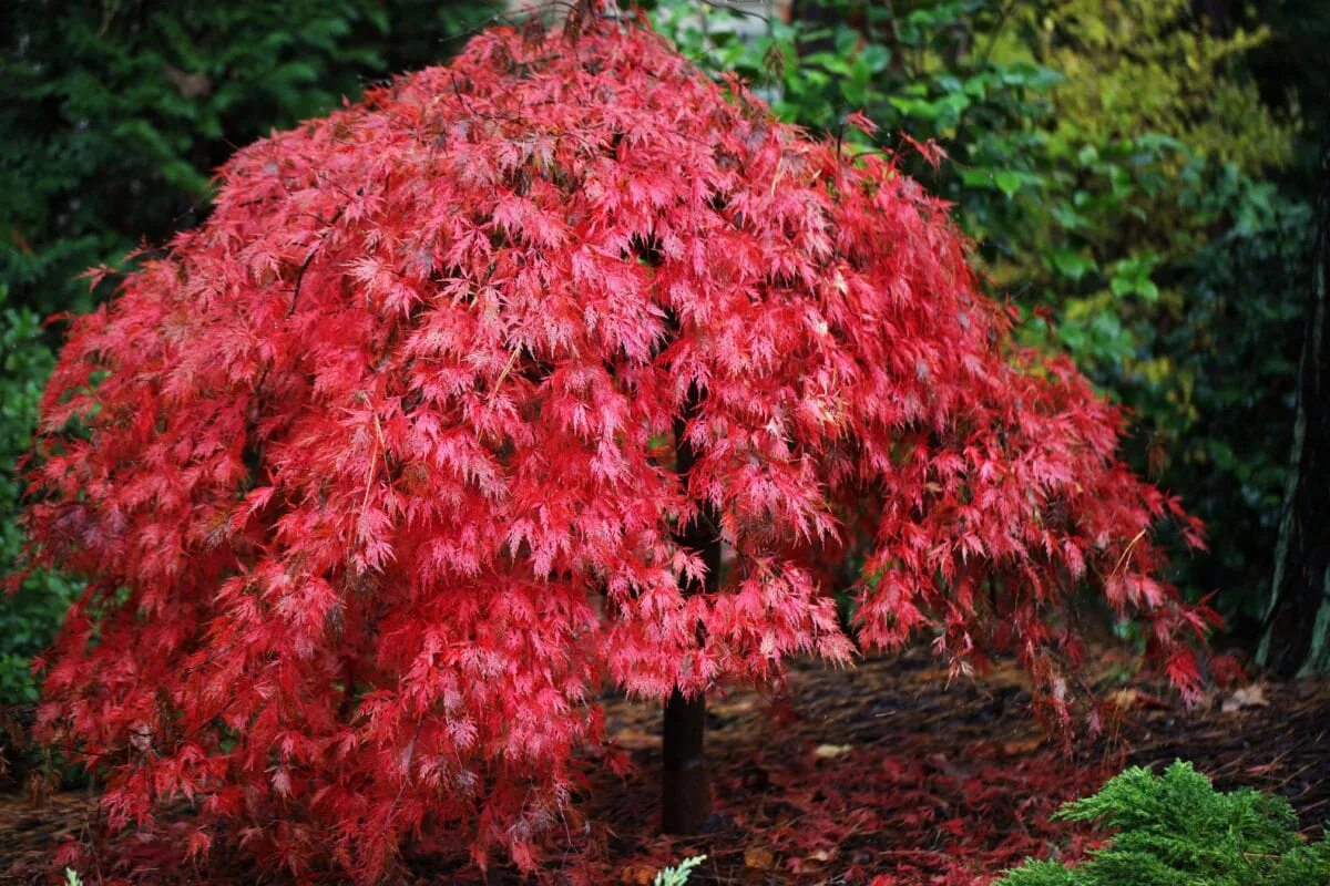 Клен какое растение цветковое. Клен acer palmatum atropurpureum. клён пальмолистный acer palmatum. acer palmatum orangeola. клен японский веерный acer palmatum.