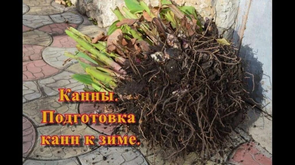Как хранить канны зимой. Выкопка корневищ канны. цветок канны хранение зимой. выкапывание корневищ канн. клубни канны хранение.