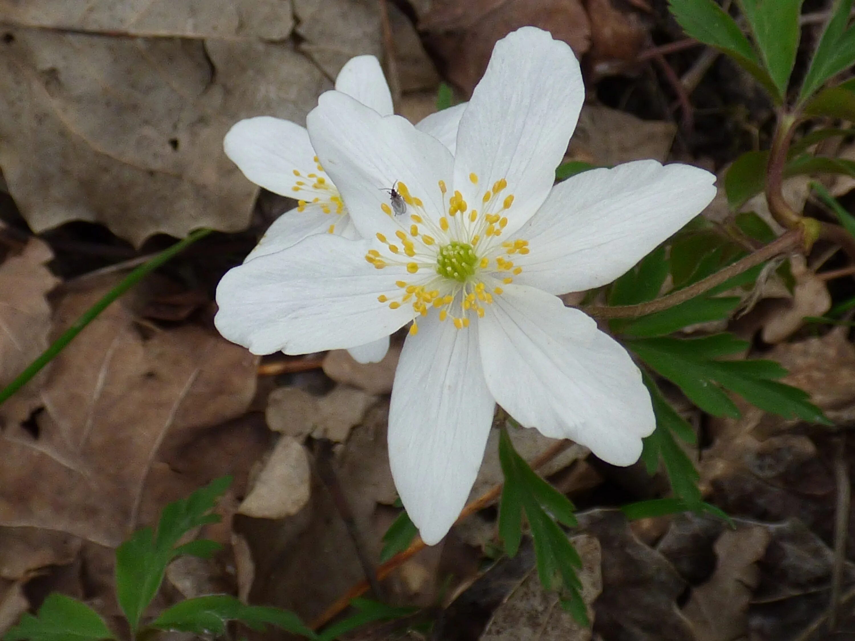 Ветреница лесная (anemone sylvestris). Ветреница обыкновенная. Ветреница поляна. Ветреница лесная. Анемона лесная белая.