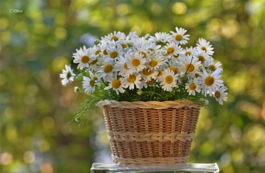 Утро начинается цветы. Необычные пожелания с добрым утром. Ромашка с пожеланиями. Открытка с добрым утром нежные цветы. Вдохновляющие пожелания.