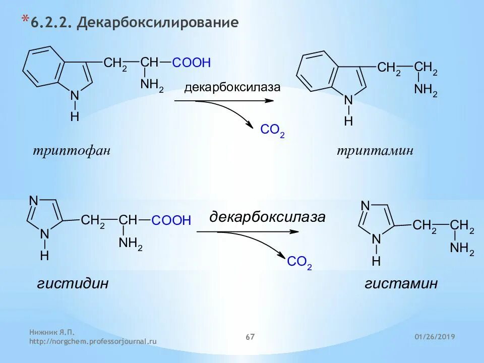 Что такое триптофан и для чего он. Декарбоксилирование триптофана реакция. декарбоксилирование аминокислот триптофан. триптамин декарбоксилирование. синтез триптамина.