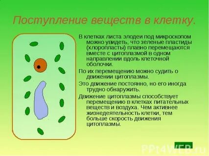 Поступить в клетку