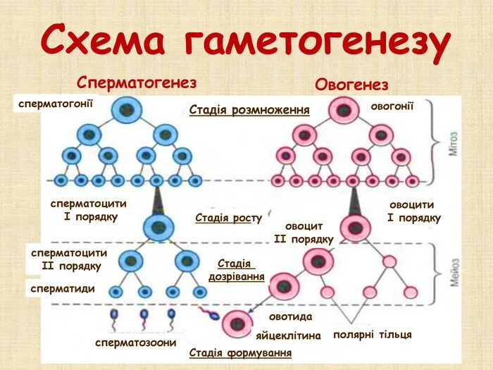 Последовательность процессов происходящих при овогенезе у человека. Последовательность процессов происходящих при овогенезе у человека