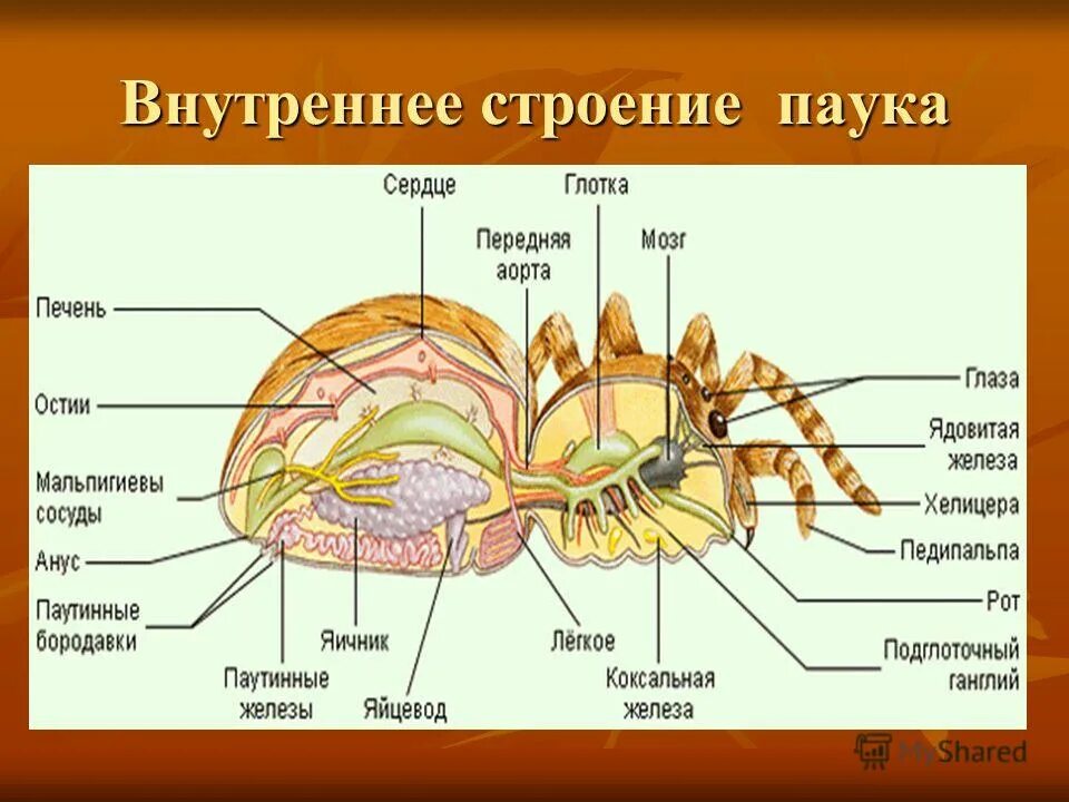 Кровеносная система паука крестовика. Анатомия паука брахипельма. Структуры внутреннего строения паука. Схема организации паука. Внутреннее строение паукообразных схема.
