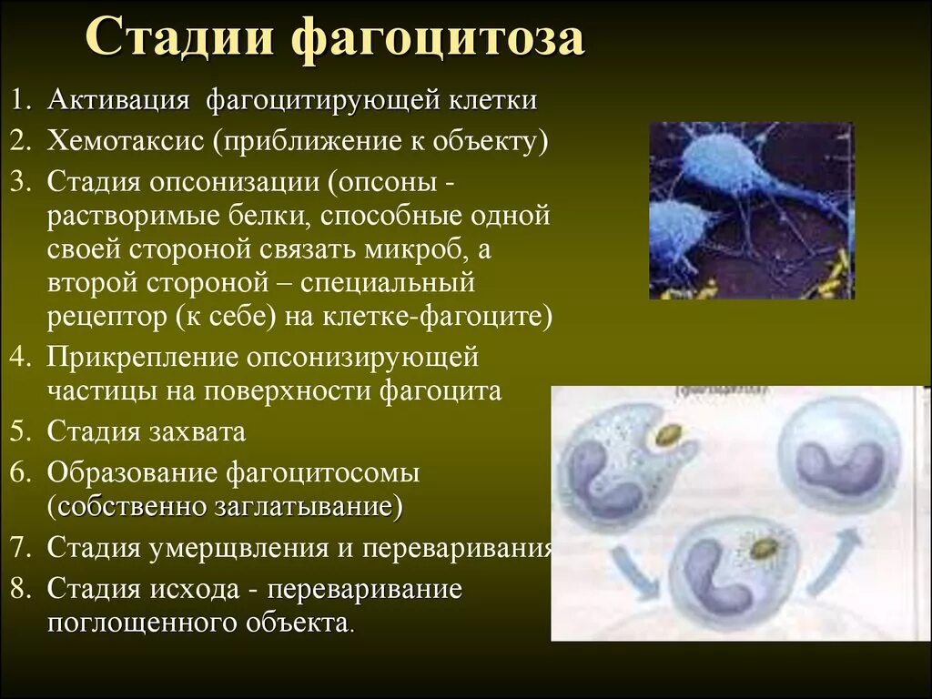 Стадии завершенного фагоцитоза иммунология. Микрофаги: нейтрофилы фагоцитоз. Хемотаксис фагоцитов. Фагоциты 1908. Клетка способная захватывать