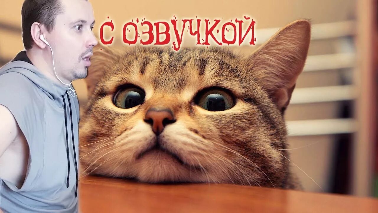 Включи приколы с озвучкой. Коты с озвучкой. Смешные котики с озвучкой. Смешные животные коты с озвучкой. Коты с озвучкой до слёз.