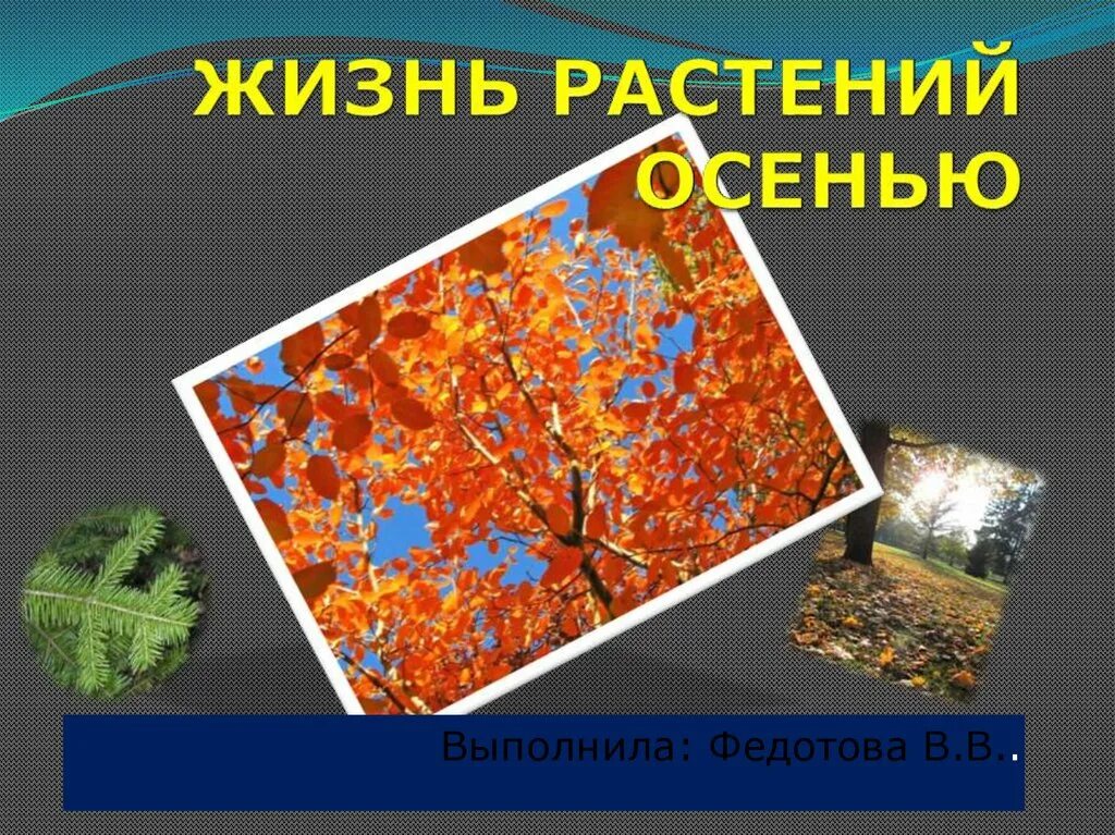 Растения осенью урок. Жизнь растений осенью. растения осенью презентация. жизнь растений осенью презентация 1 класс. жизнь растений..