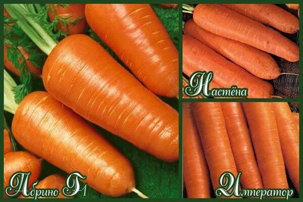 Морковь семена лучшие сорта для открытого. Морковь Нантская поздняя f1. Семена моркови голландской селекции. Морковь семена лучшие сорта для открытого грунта Сибирь. Морковь оранжевый Мускат.
